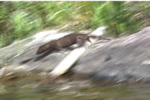 Mink on Silence Lake