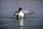 Displaying Loon