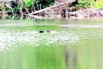 Loon Feeding Chick