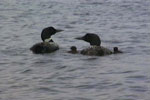 Loon Family