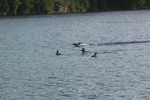 Loons Playing