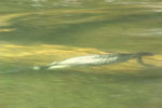 Loon Swimming Underwater