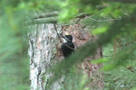 Male Black-backed Woodpecker