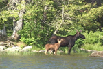 Moose and Calf