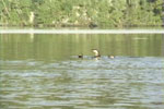 River Otter Family
