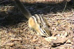 Eastern Chipmunk